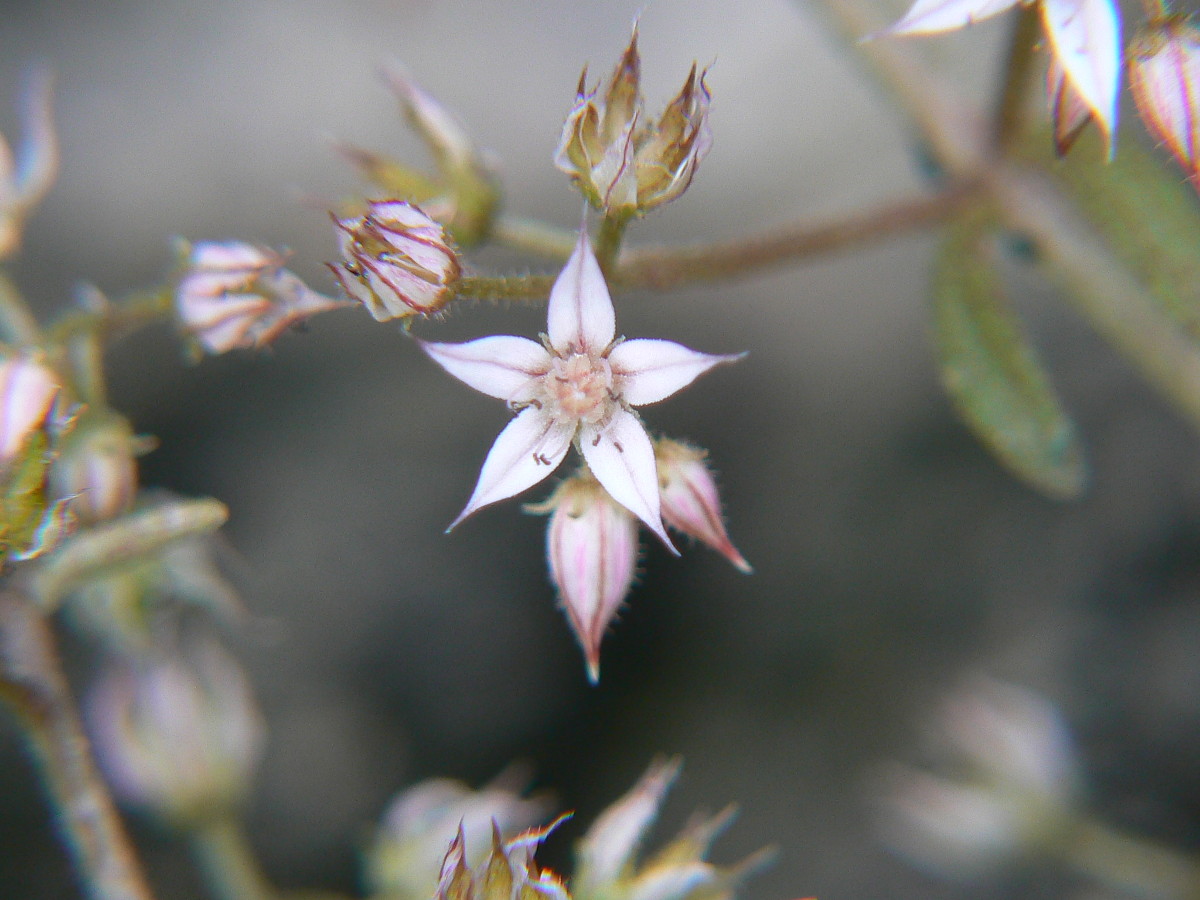 Lente macro autocostruita